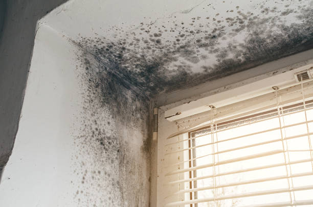 Affordable Mold Inspection And Testing solutions in Hamilton, MI